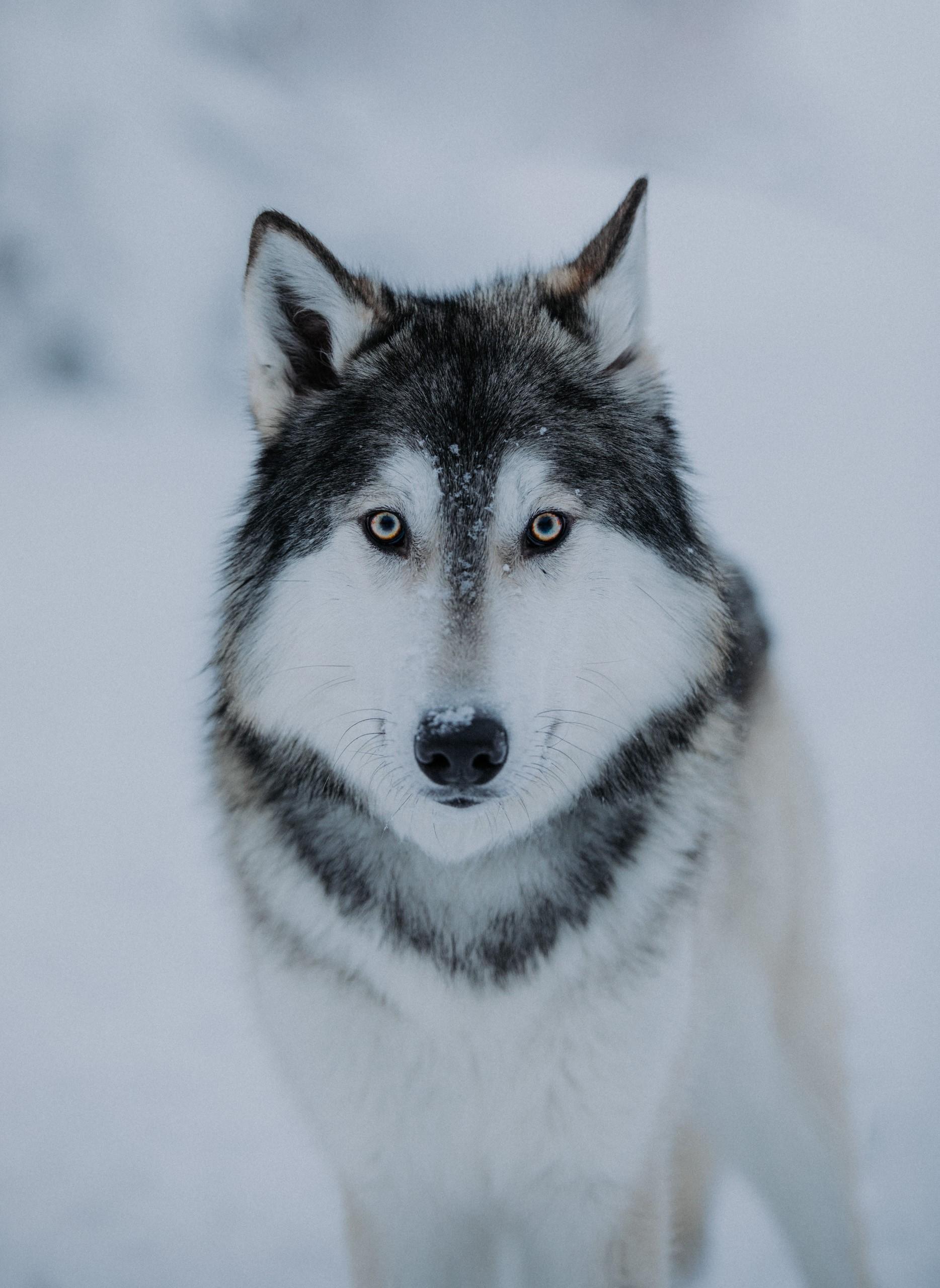 Susimaa Lapland wolfdog in Ranua