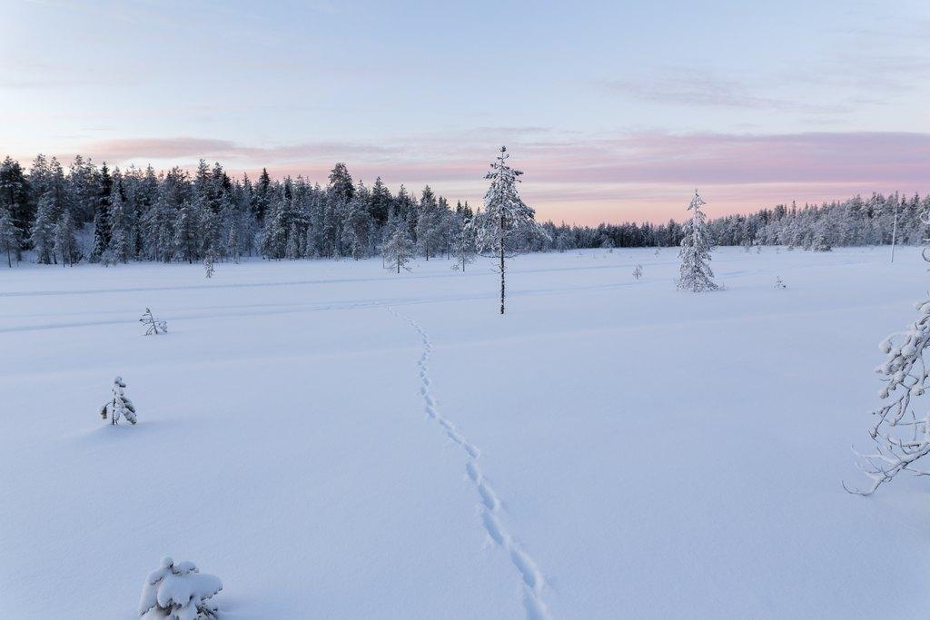 Snowshoeing safari in beautiful wintery landscape in Ranua, Finnish Lapland