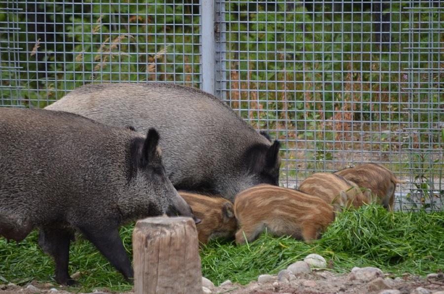 Ranua Zoo Wildlife Park's wild boars in summer 2018