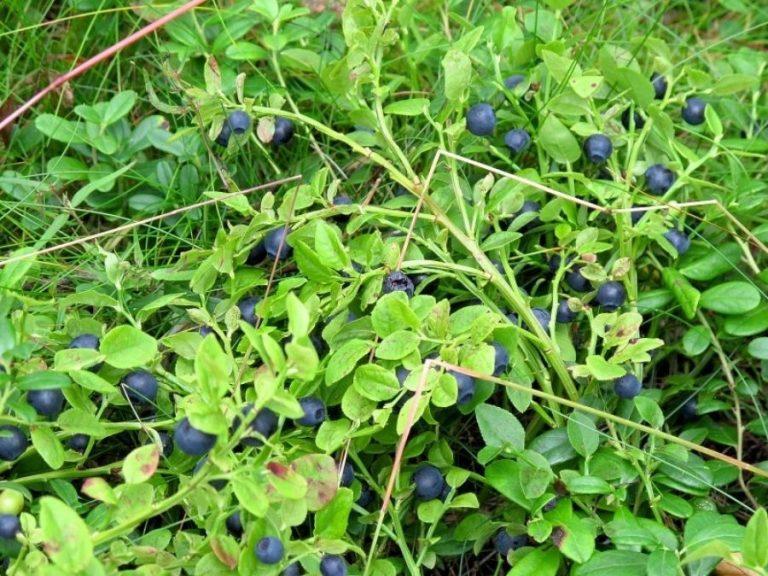 Blueberry harvest in Ranua