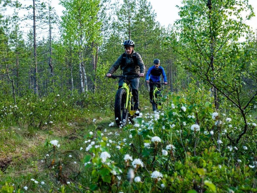 Mountain biking with fat bikes in Ranua, Finnish Lapland during summer