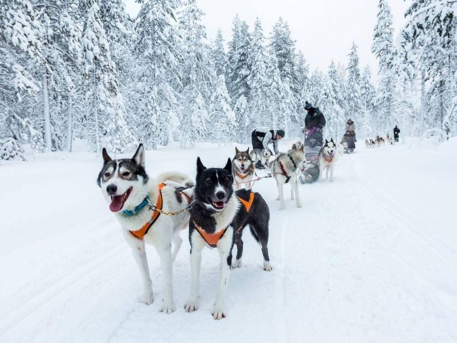 Husky sledding is a traditional winter holiday activity in Finnish Lapland
