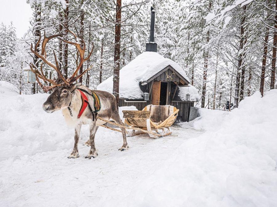 Reindeer pulling a sleigh in Ranua in winter