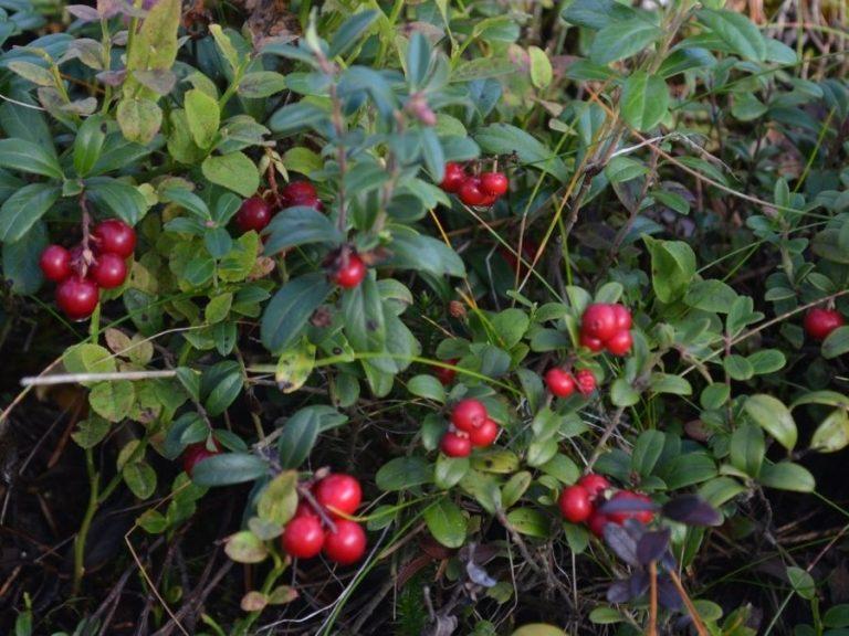 Autumn 2021 lingonberry harvest in Ranua
