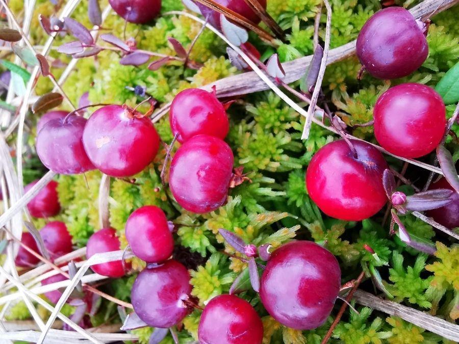 Cranberry harvest in Ranua in autumn 2021