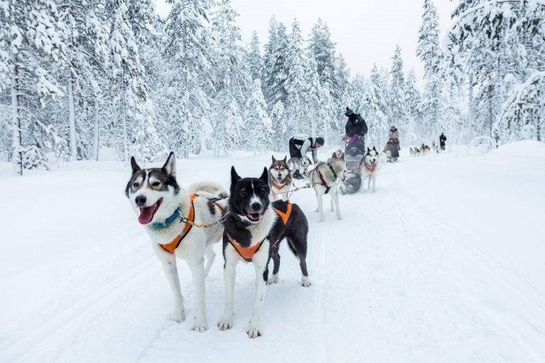 Husky sledding in Finnish Lapland
